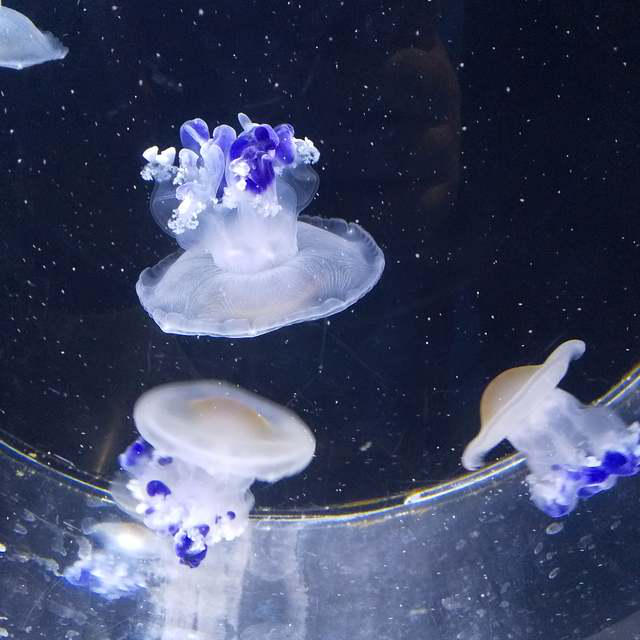 八景島シーパラダイスクラゲちゃん達