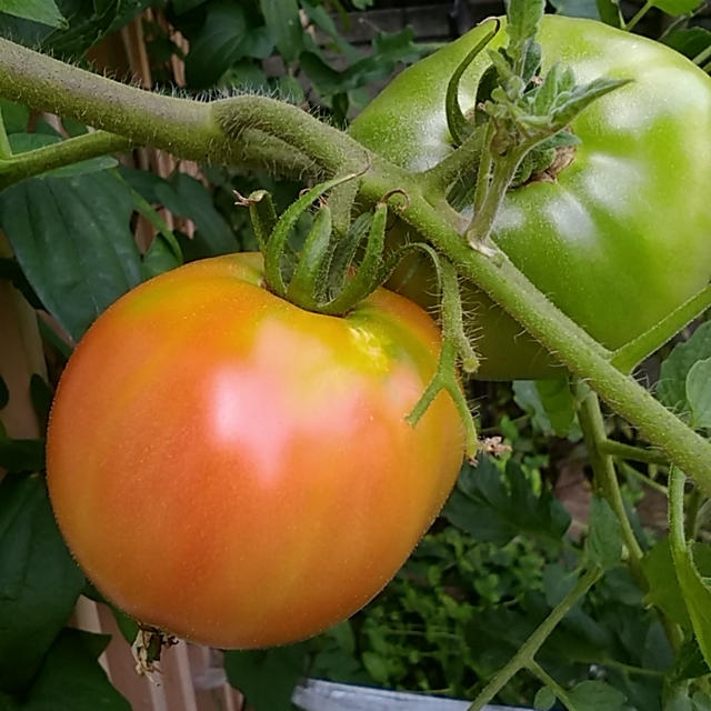 家庭菜園　トマト