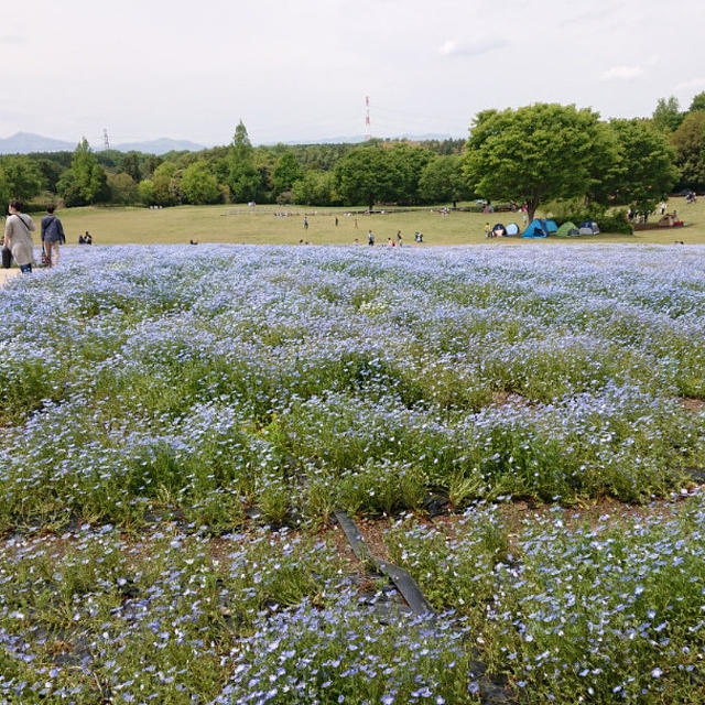 森林公園 ネモフィラ