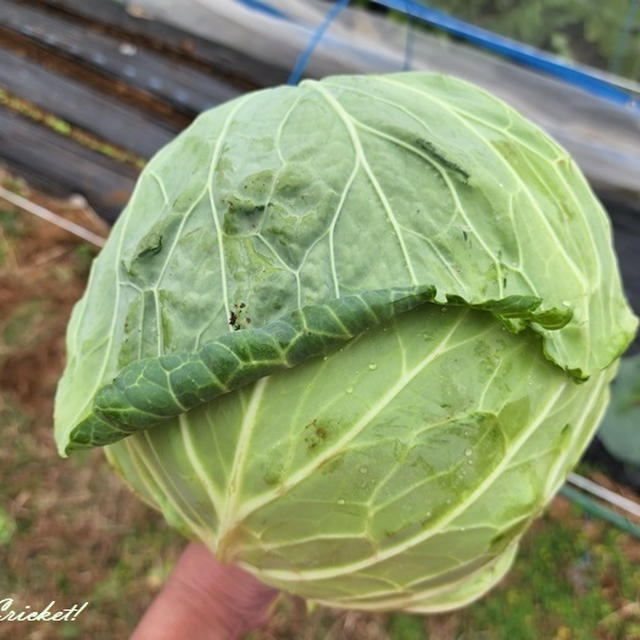 いよいよ冬野菜の本格収穫開始！第一弾はキャベツですο(≧▽≦ο)))うれし～ぃ