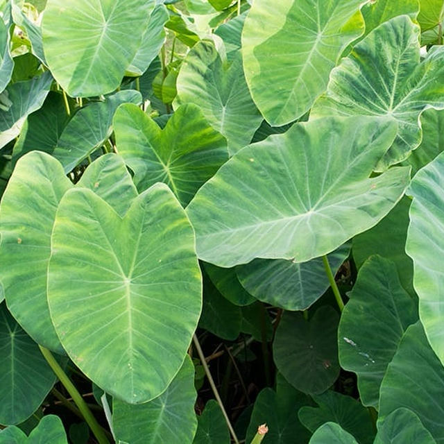 スーパーで買える野菜を観葉植物に〜　一石二鳥のガーデニング