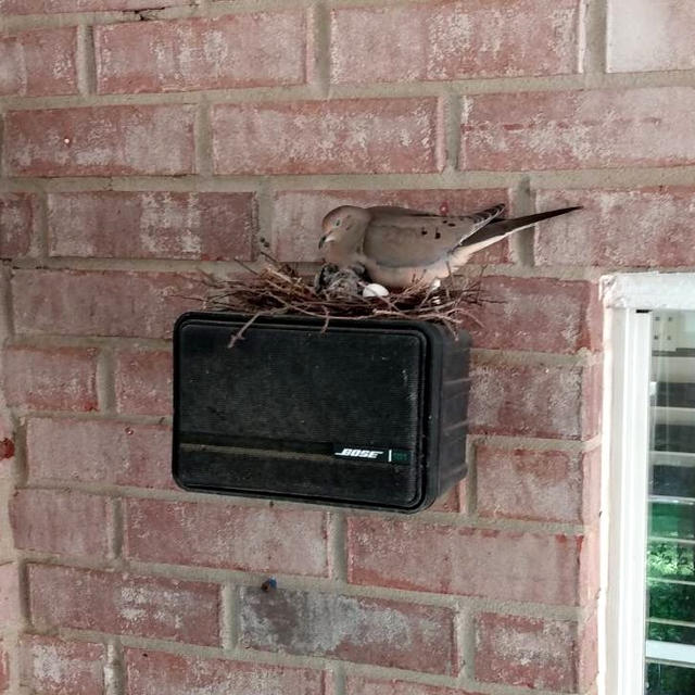 鳥の巣