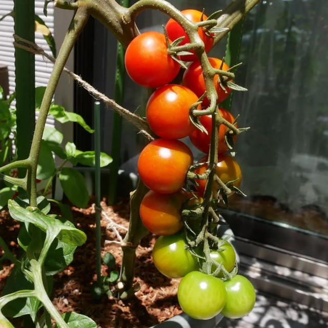 サントリー本気野菜ミニトマトガンバの初収穫