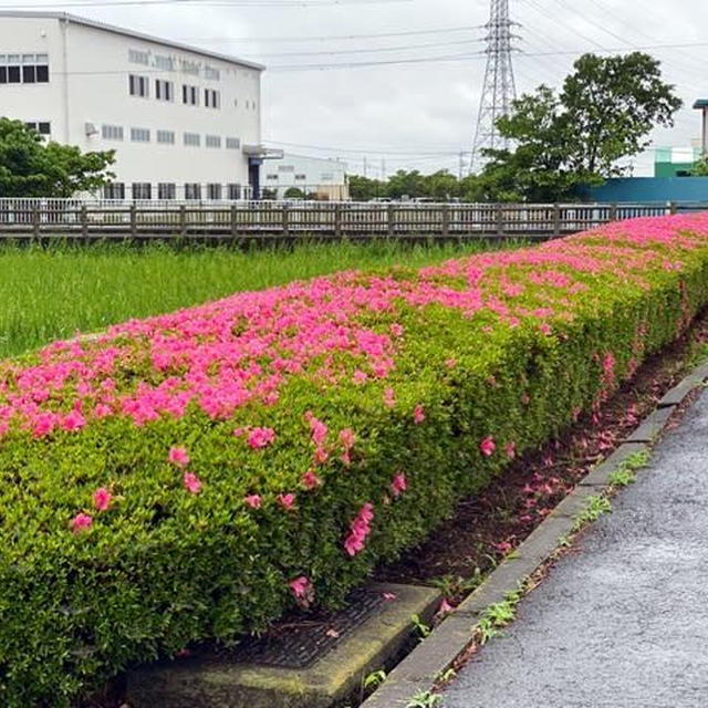 猫と一緒に菖蒲園を散策&PABLOのチーズタルト