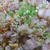 野郎飯流・塩豚炒飯