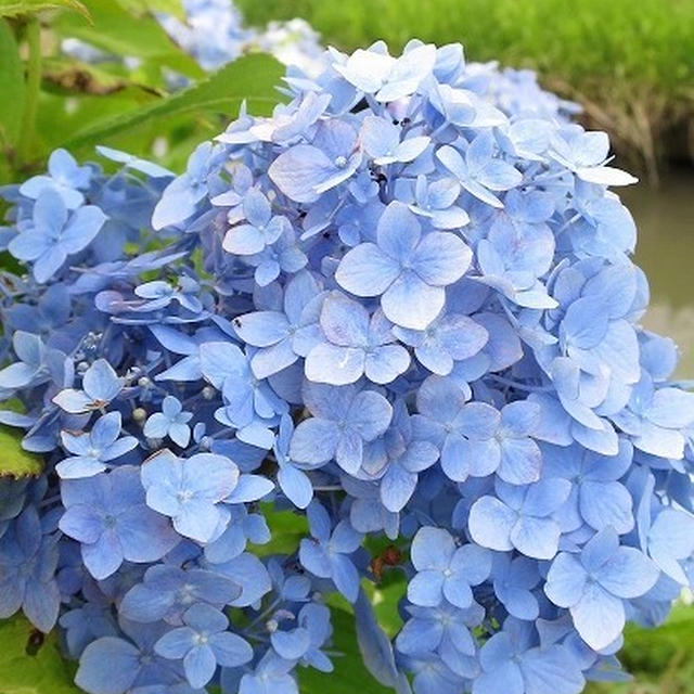 紫陽花とベランダガーデンの収穫