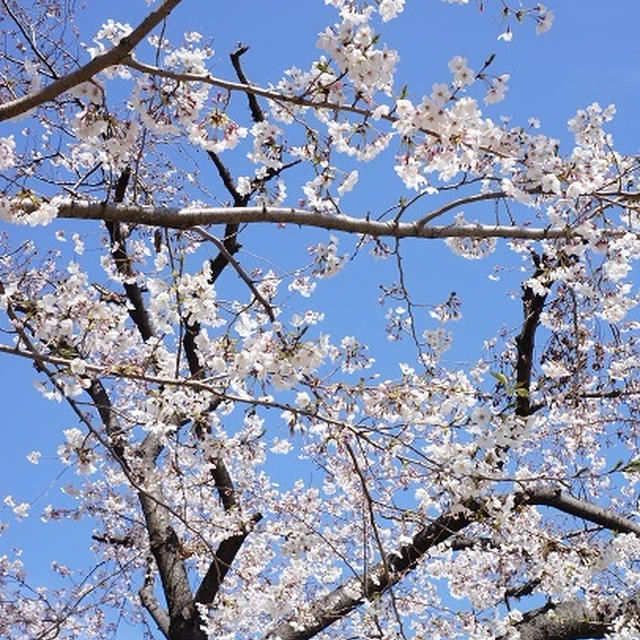 お花見に行って来ました