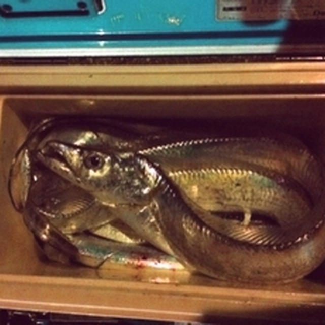 息子の釣果　太刀魚