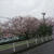 富岡総合公園の桜