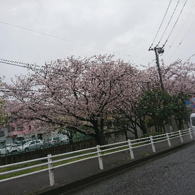 富岡総合公園の桜