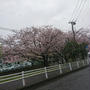 富岡総合公園の桜