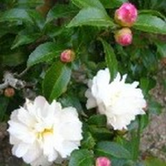 10月の花