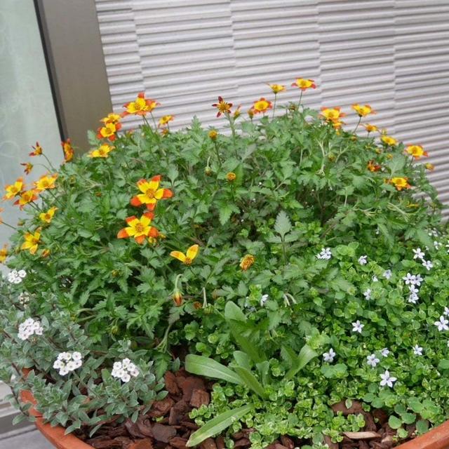 ビデンスの寄せ植え2つ、最近撮った写真#ameba写真部