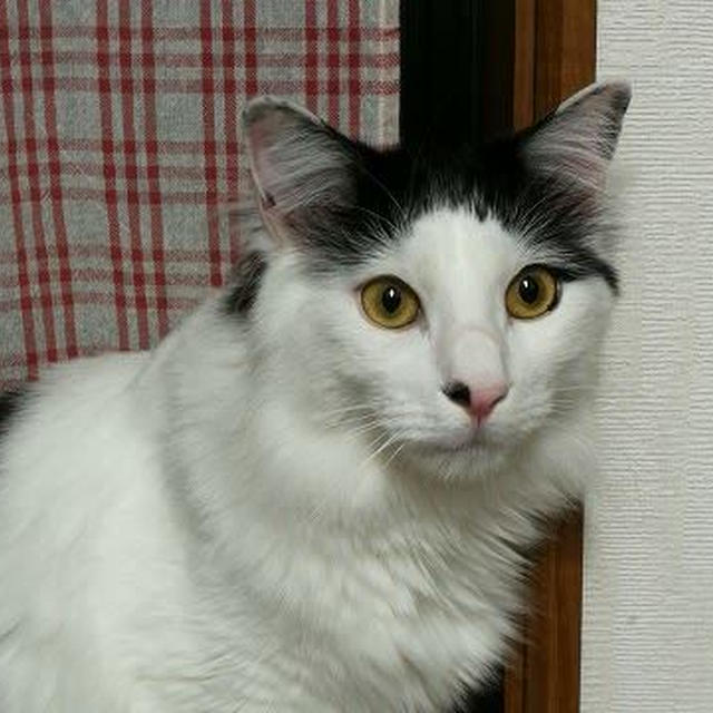 【小梅・さくら・桃之介通信】2歳になりました！お誕生日おめでとう