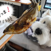 【犬と茨城の旅】道の駅　奥久慈大子でお昼。