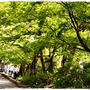 ■人気投票1位・袋田の滝■日本三名瀑・茨城県久慈郡