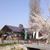 山形の桜は今が見頃 後編