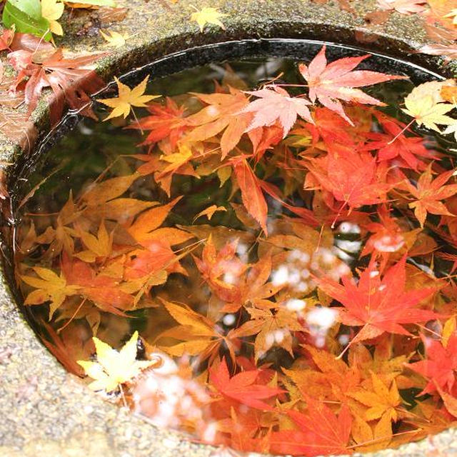 石油王のもみじ園　中野邸