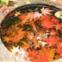 石油王のもみじ園　中野邸