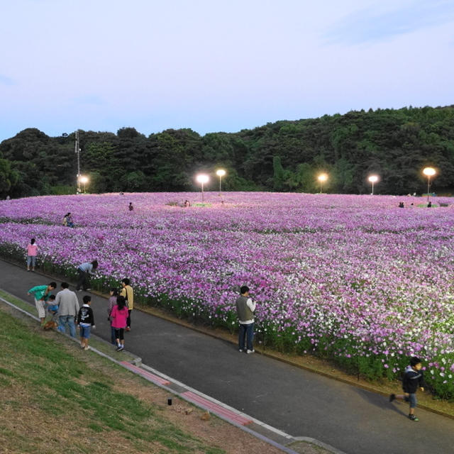 フライ夜ごはんとコスモス