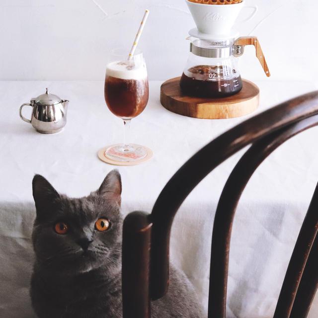 Coffee &amp; Cat