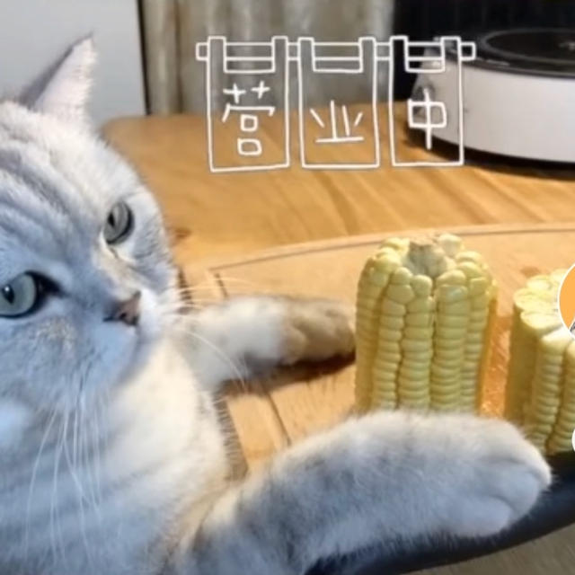 猫が料理する動画チャンネル