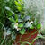 チェッカーベリーの花、最近撮った写真#ameba写真部