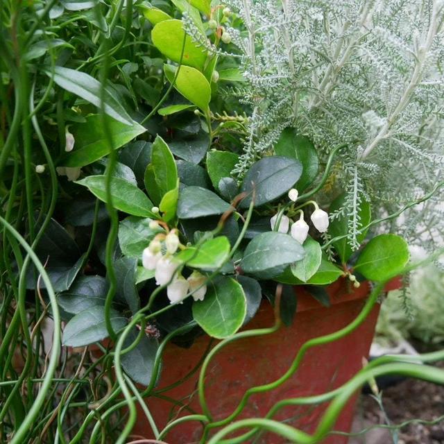 チェッカーベリーの花、最近撮った写真#ameba写真部