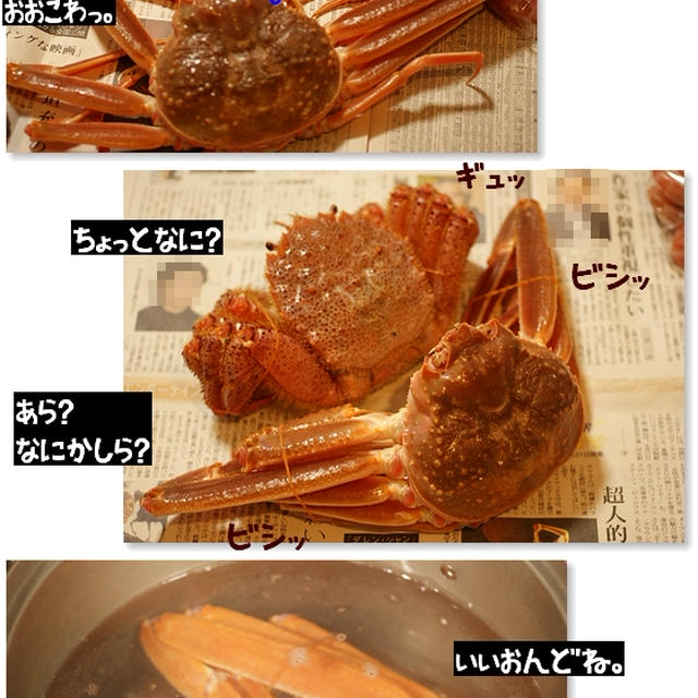 ■カニの茹で方■縛って茹でる(・∀・)