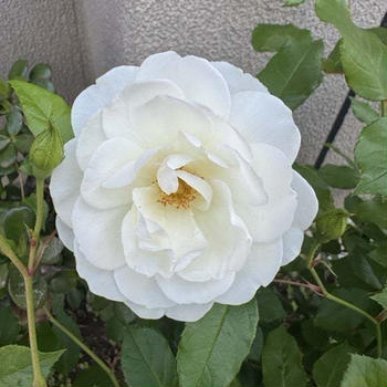モニプラモニターの紹介♪