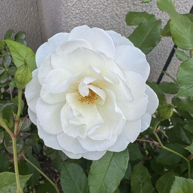 モニプラモニターの紹介♪
