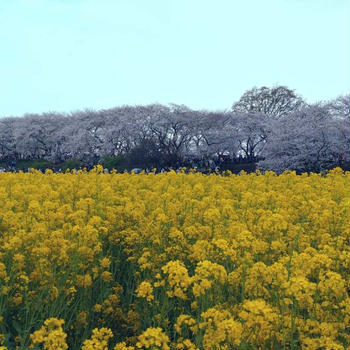 ４月はバタバタ