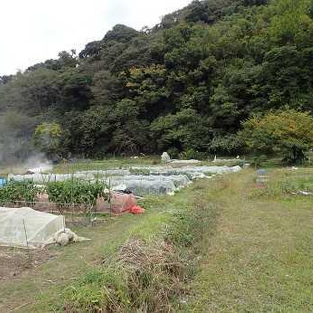 葉物野菜&ブロッコリー☆葉山農園（11月上旬）