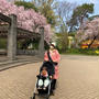 2022年まだ楽しめる桜だより☆井の頭公園は西園方面（ジブリ付近）が遅咲き