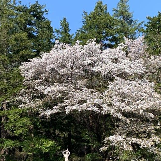 満開から散花、鏡を楽しむ