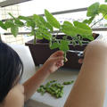 ベランダ栽培の枝豆収穫～！枝豆のおいしい茹で方。 by musashiさん