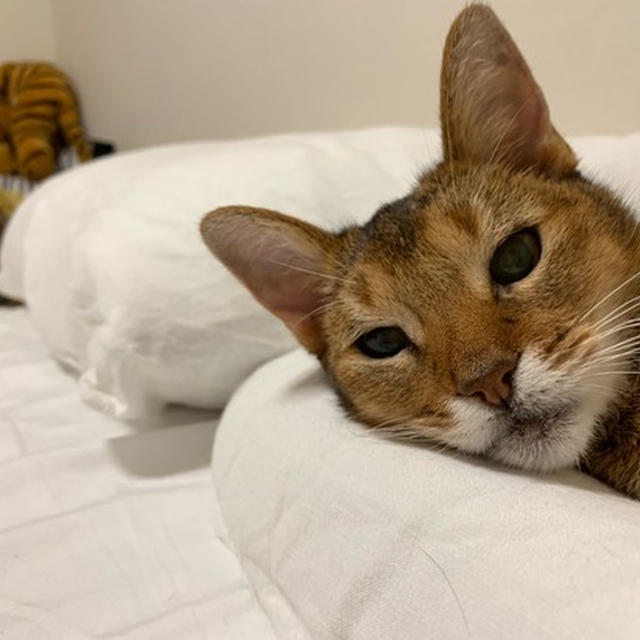 今、ちび子がハマってる寝床はココ♪ついでにとのも