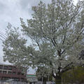 白いけど、これも桜？