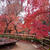 京都へ紅葉狩りに