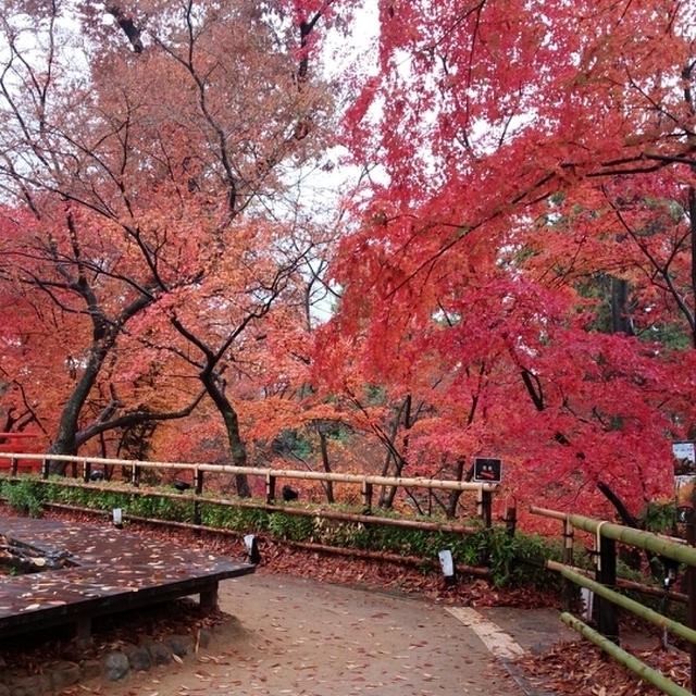 京都へ紅葉狩りに