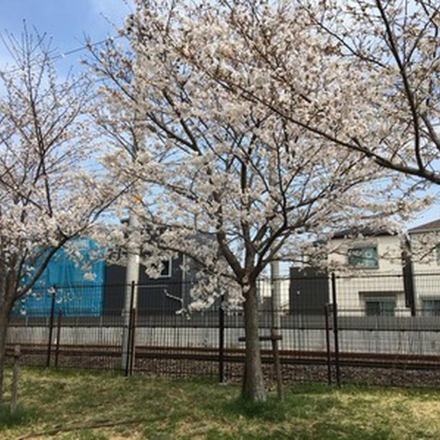 若い女子と花見しとります