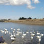 今更な～白鳥写真(^▽^;)　3月2日　真岡市内～　ご夫婦で餌やりしていました。