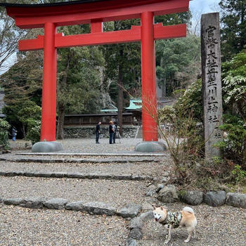 愛犬と神社めぐり 2025 上半期