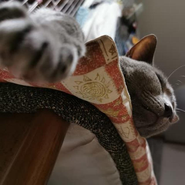 眠くてうごけニャい…