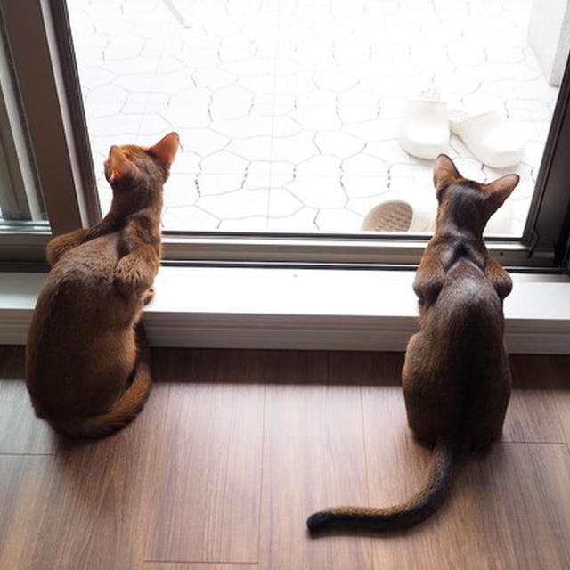 お背中そっくりさん(*´ω`*)