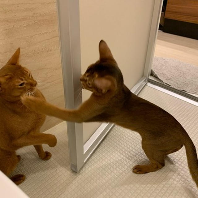 ワルりす子集(๑¯◡¯๑)