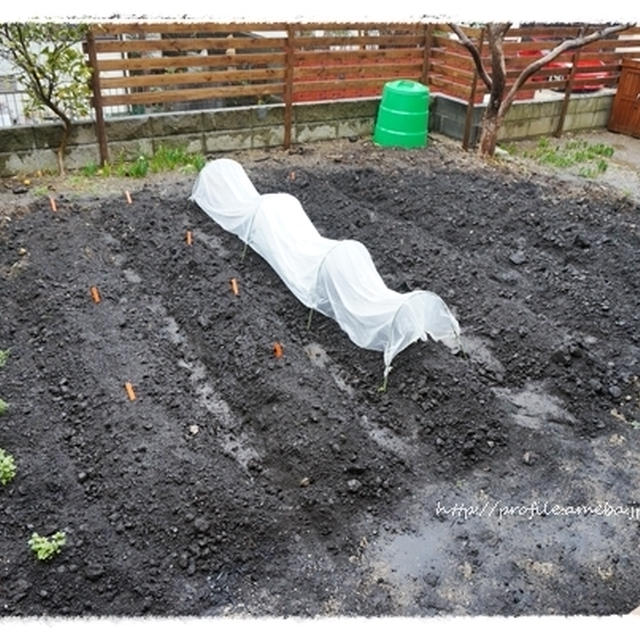 畑日記、冷たい雨ふり。