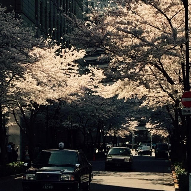 日銀前の桜