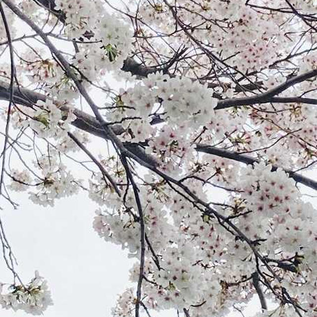 #桜🌸満開　と　＃かわいいもの集め　が始まった