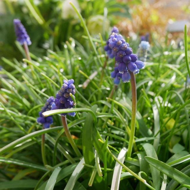 ムスカリの花2025#最近撮った写真は